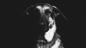 A black and white portrait of a German Shepherd dog